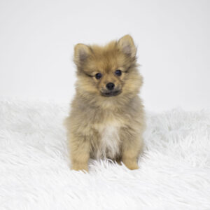 Pomeranian