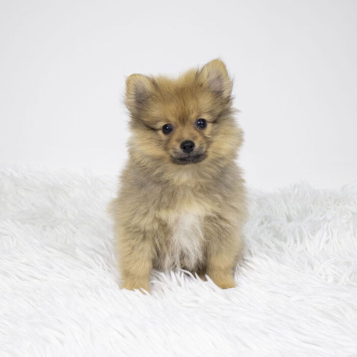 Timon - Pomeranian puppy for sale