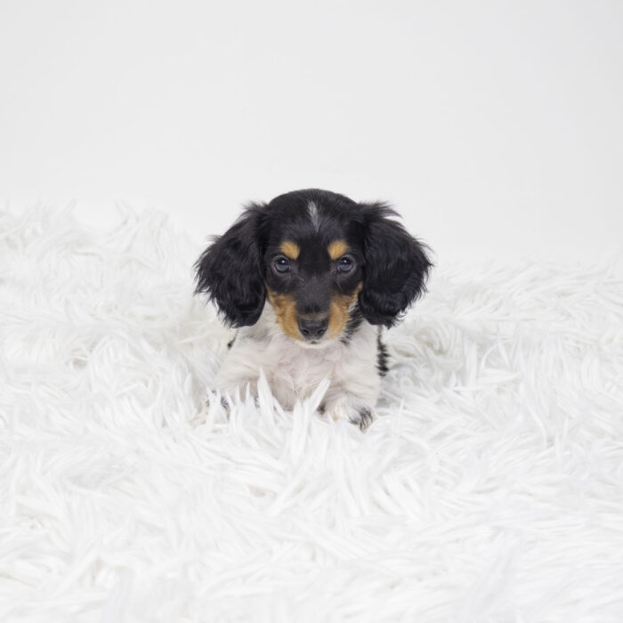 Mickey - Dachshund puppy for sale