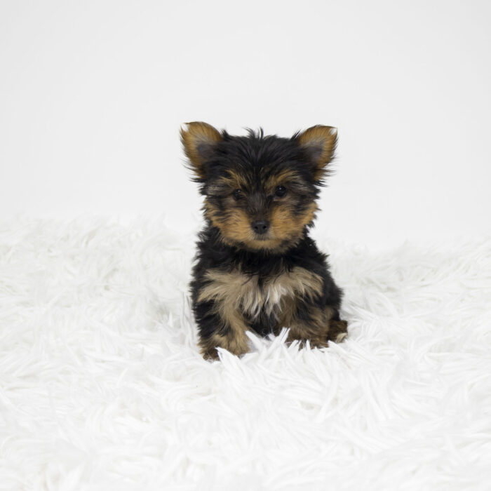 Woody - Yorkshire Terrier puppy for sale