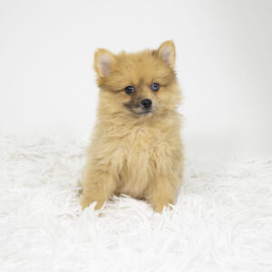 Pomeranian