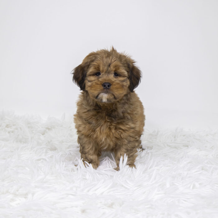 Tiana - Havatzu puppy for sale