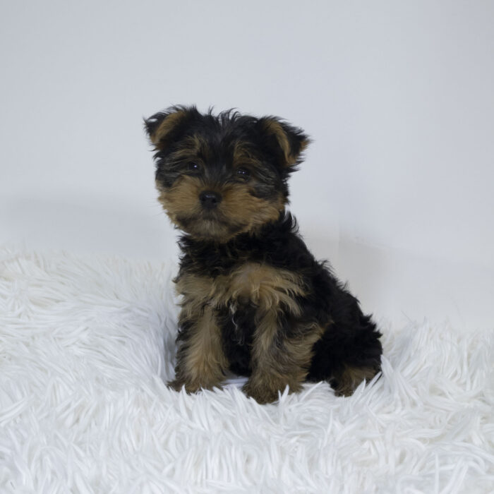 Papi - Yorkshire Terrier puppy for sale