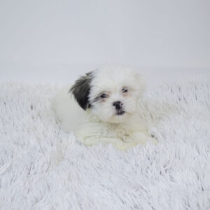 Petland Pembroke Pines Lhasa Apso puppy available