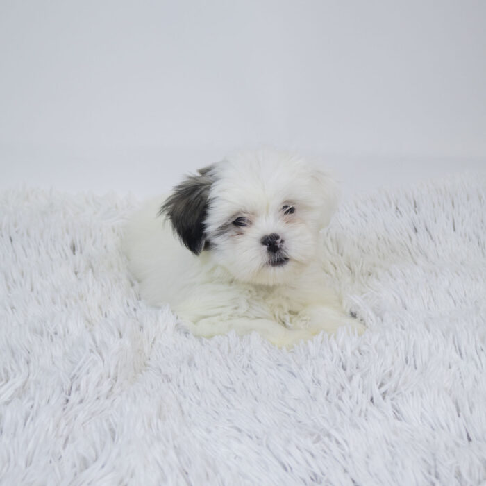 Berry - Lhasa Apso puppy for sale