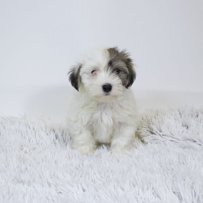 Jay - Havanese puppy for sale