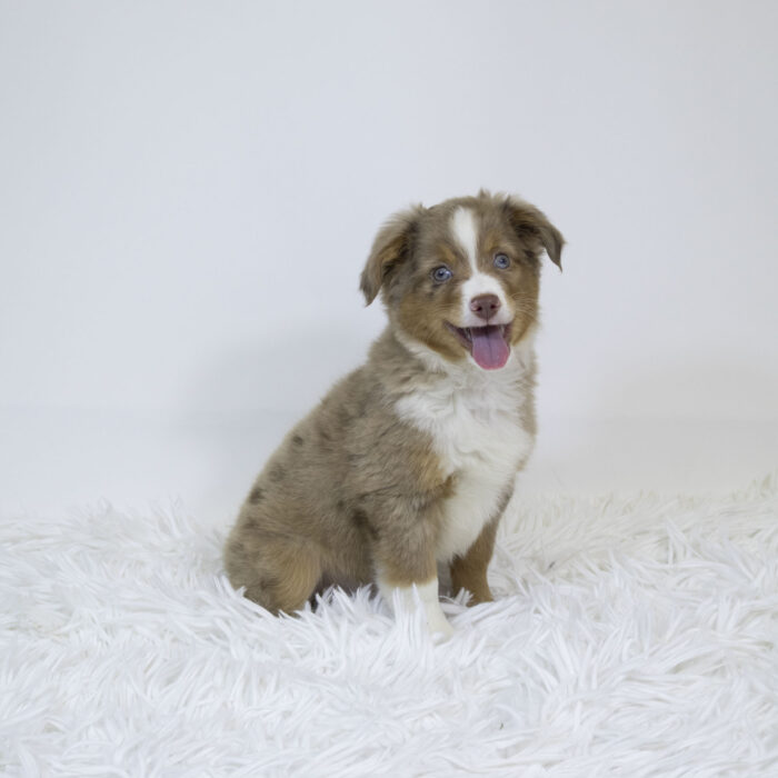 Junior - Mini Australian Shepherd puppy for sale