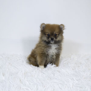 Petland Pembroke Pines Pomeranian puppy available