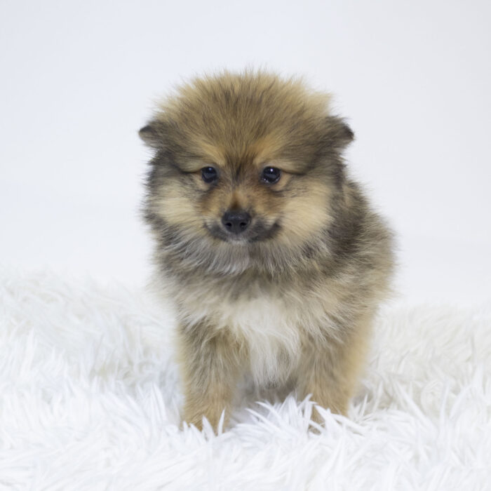 Boo - Pomeranian puppy for sale