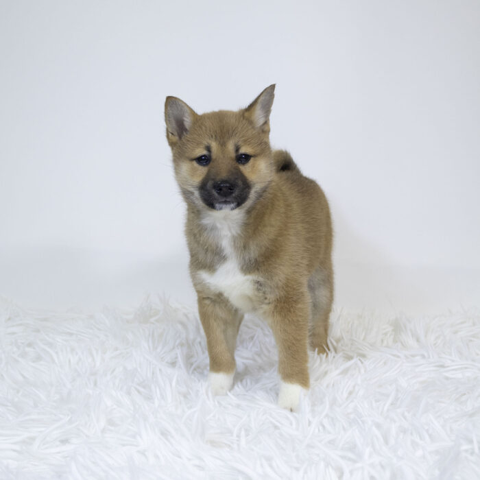 Miso - Shiba Inu puppy for sale