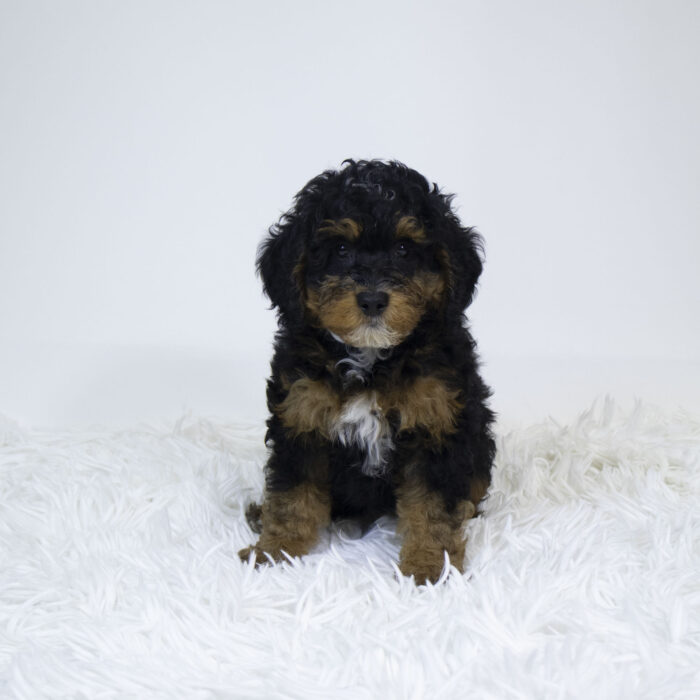 Pepper - Bernedoodle Mini 2nd Gen puppy for sale