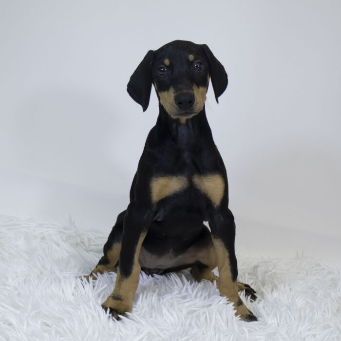 Nala - Doberman Pinscher puppy for sale