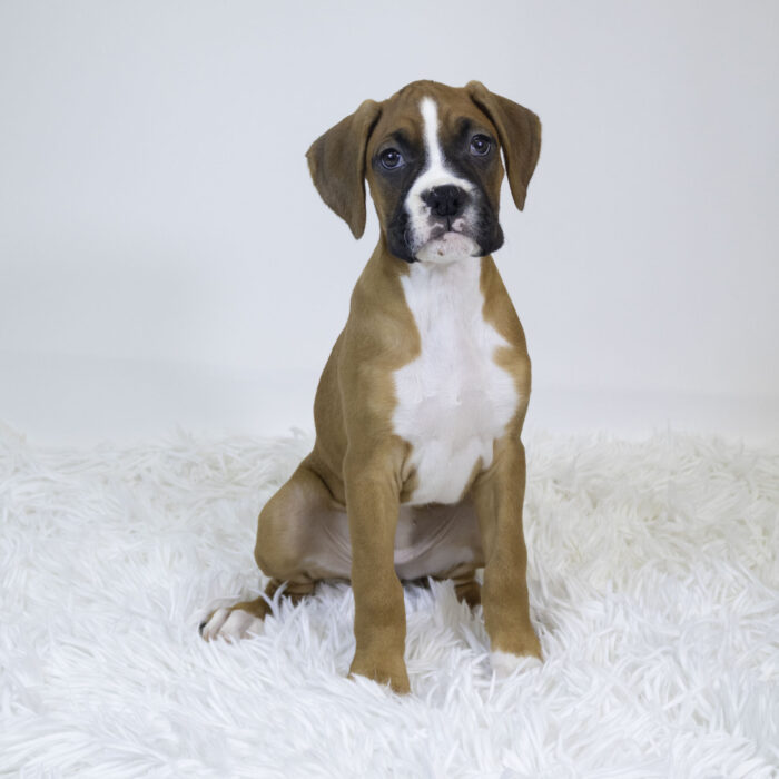 Elouise - Boxer puppy for sale