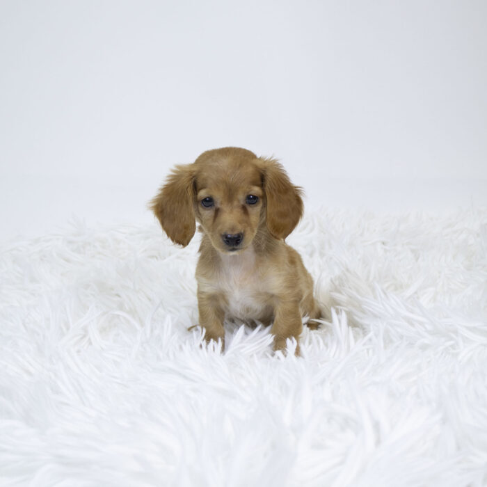 Tiny - Dachshund puppy for sale