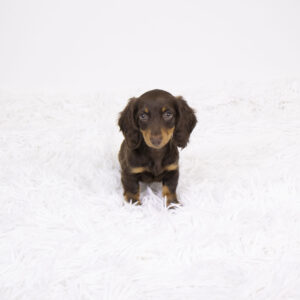 Petland Pembroke Pines Dachshund puppy available