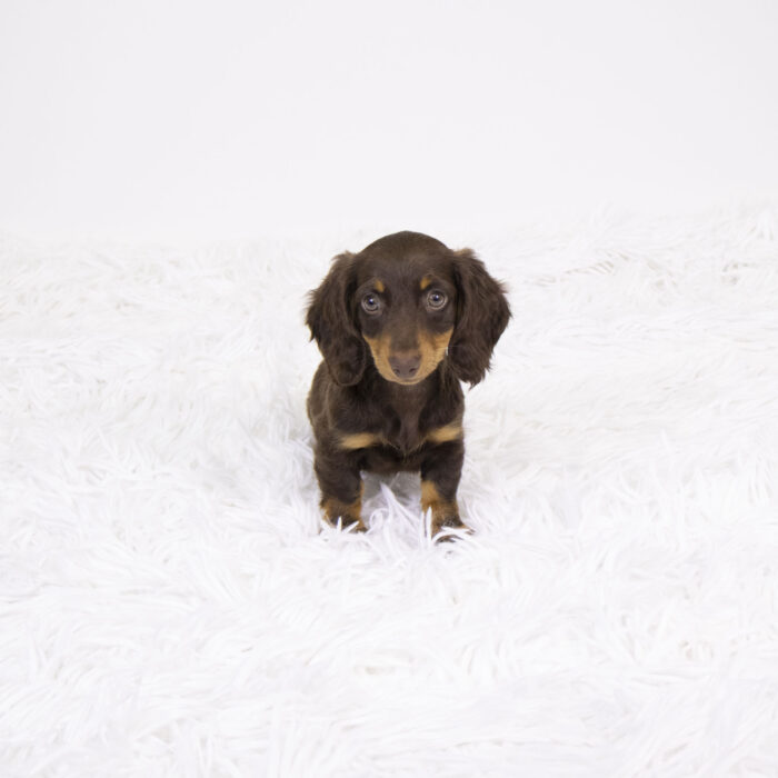 Molly  - Dachshund puppy for sale