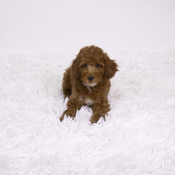 Stone - Poodle Mini puppy for sale