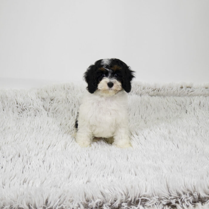 Nate - Cavapoo F2 puppy for sale
