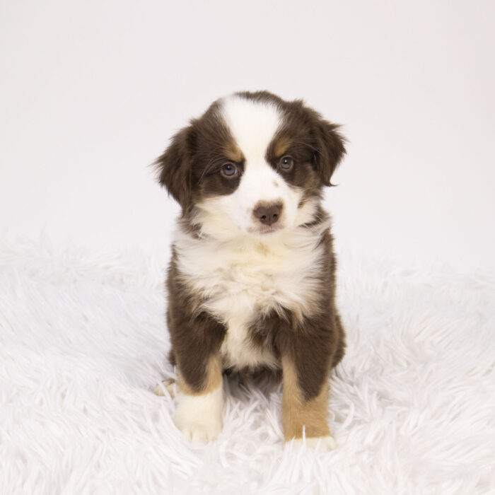 Kyle - Miniature Australian Shepherd puppy for sale