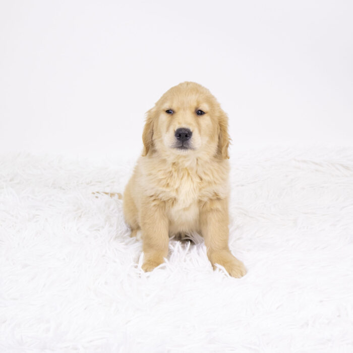 Snowflake - Golden Retriever puppy for sale