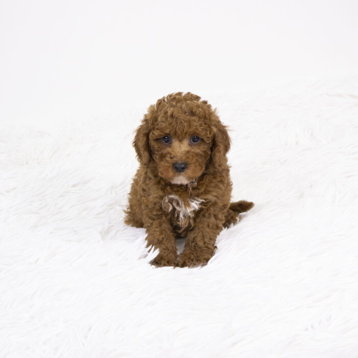 Meadow - Goldendoodle Mini 2nd Gen puppy for sale