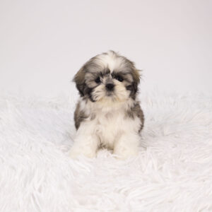 Petland Pembroke Pines Shih Tzu puppy available