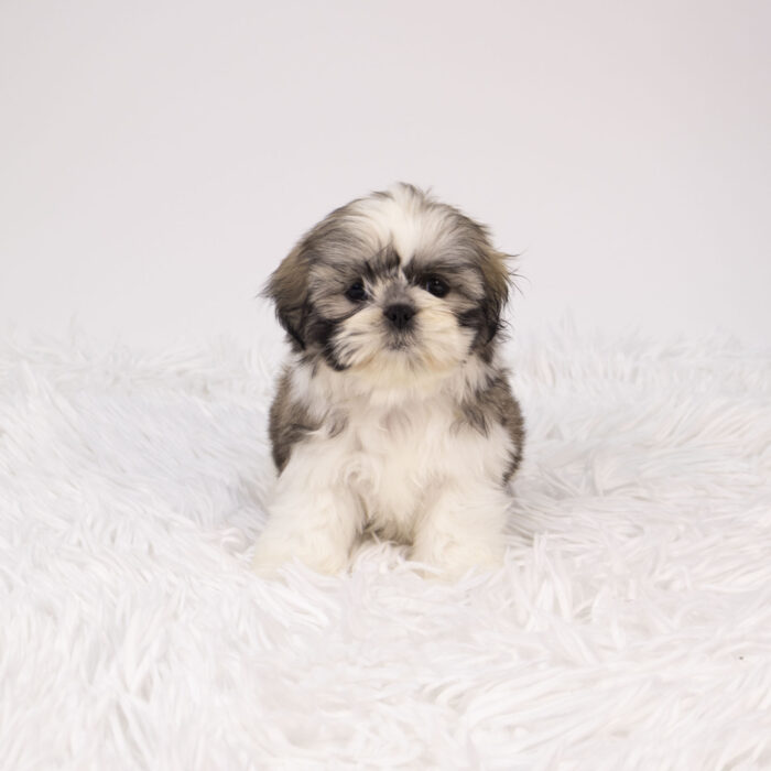 Venus - Shih Tzu puppy for sale