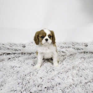 Petland Pembroke Pines Cavalier King Charles Spaniel puppy available