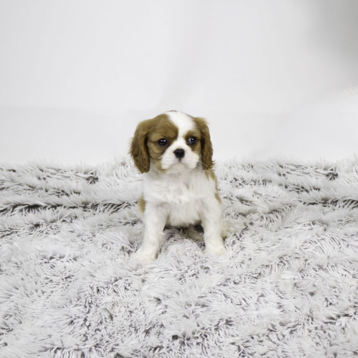 Belle - Cavalier King Charles Spaniel puppy for sale