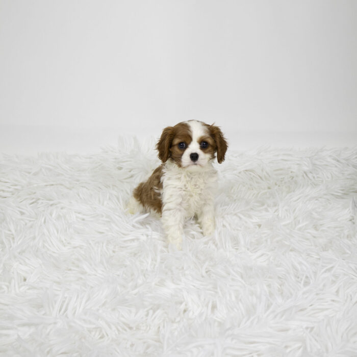Peach - Cavalier King Charles Spaniel puppy for sale