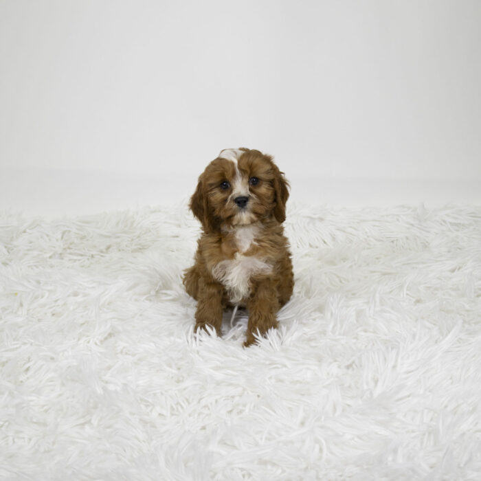 Blair - Cavapoo puppy for sale