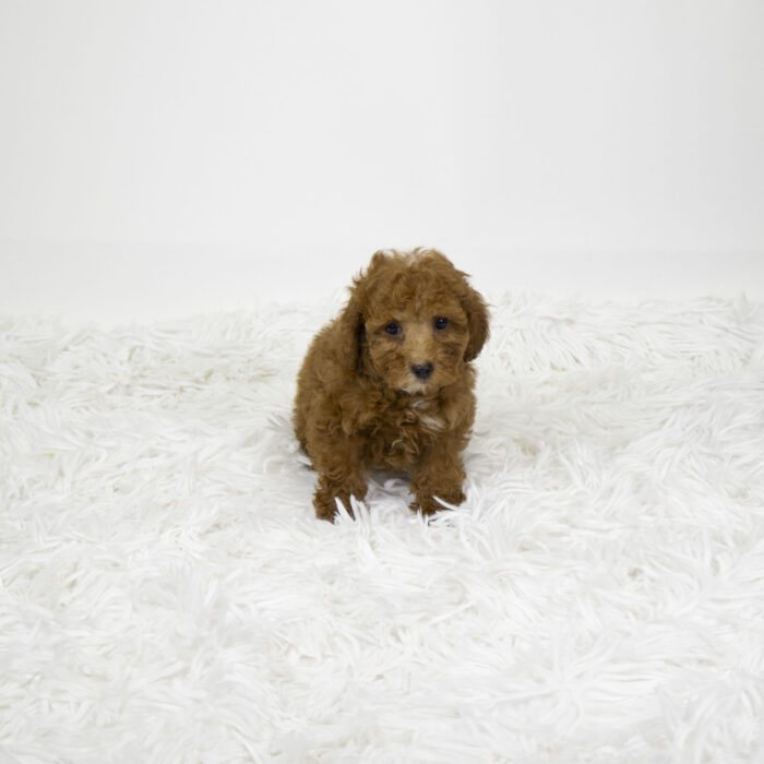 Rufus - Poodle Mini puppy for sale