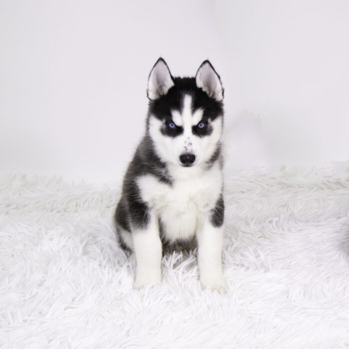 Sundance - Siberian Husky puppy for sale