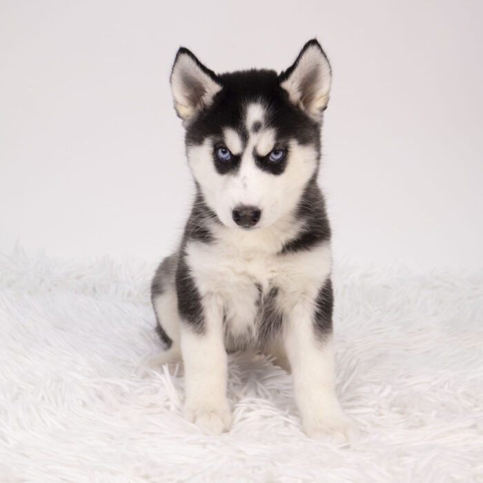 Ember - Siberian Husky puppy for sale