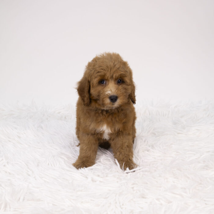 Poppy - Goldendoodle Mini 2nd Gen puppy for sale