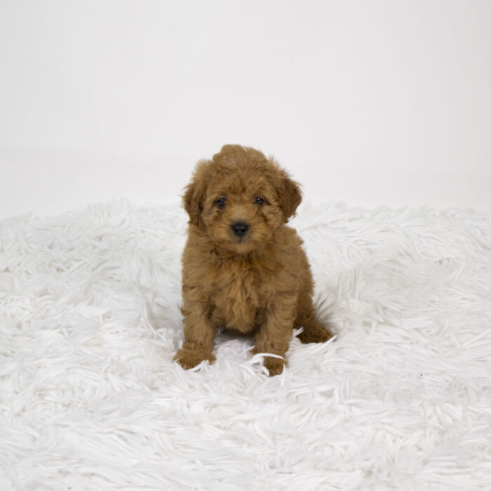 Honey - Mini Goldendoodle puppy for sale