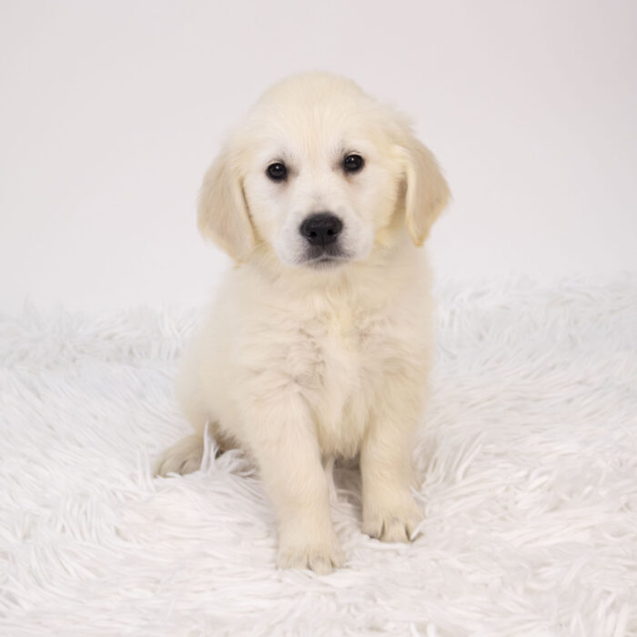 Sunshine - Golden Retriever puppy for sale