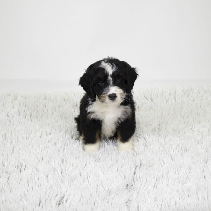Chuck - Bernedoodle Mini puppy for sale