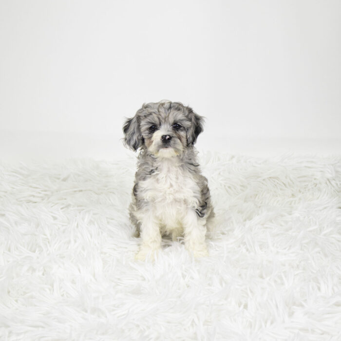 Vanessa - Cock A Poo puppy for sale