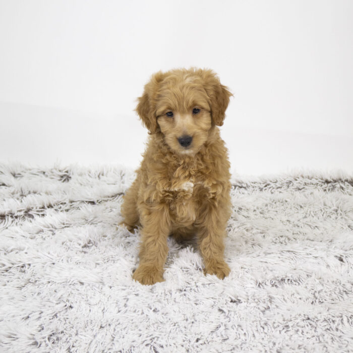 Ariel - Goldendoodle Mini 2nd Gen puppy for sale