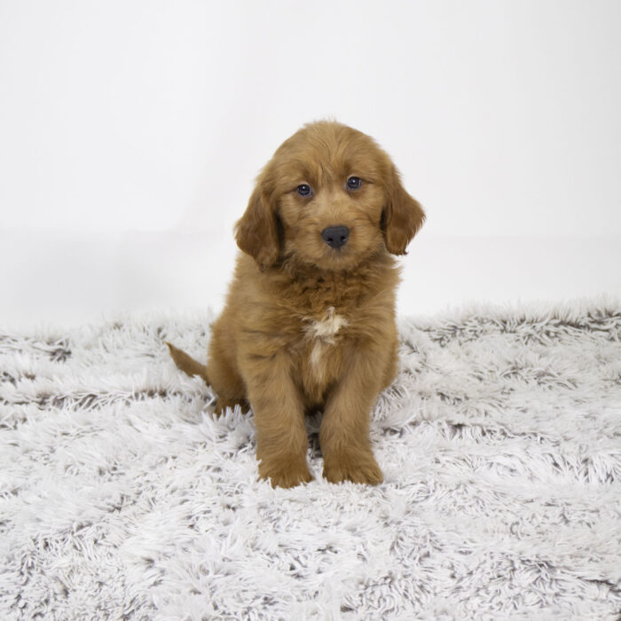 Eric - Goldendoodle Mini puppy for sale