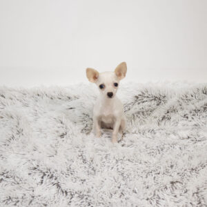 Petland Pembroke Pines Chihuahua puppy available