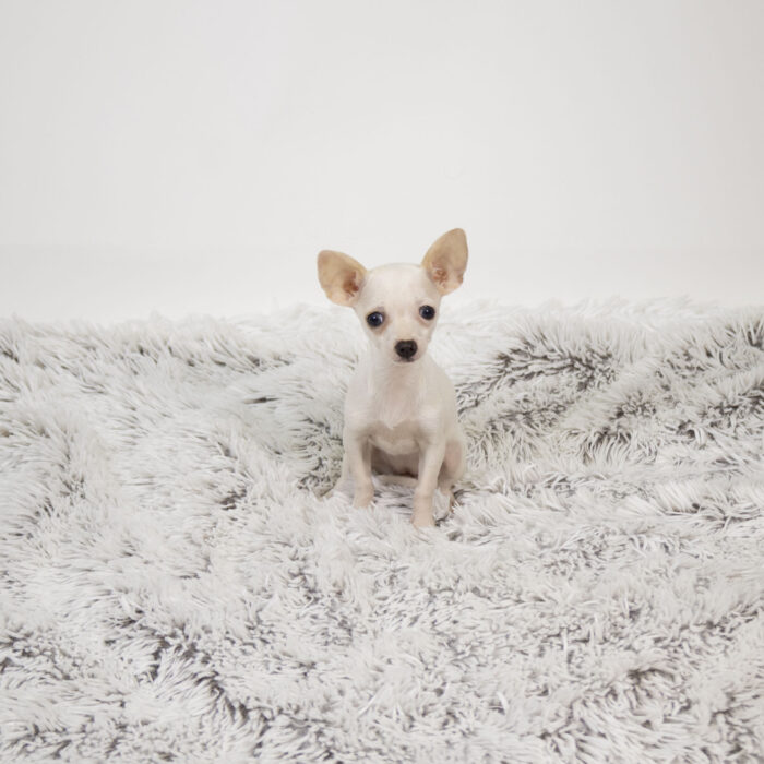 Sally - Chihuahua puppy for sale