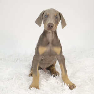 Petland Pembroke Pines Doberman Pinscher puppy available