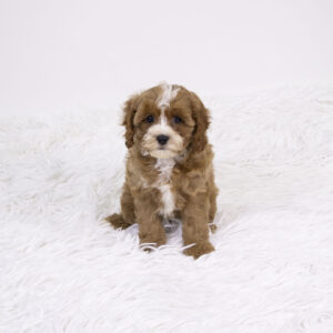 Petland Pembroke Pines Cavapoo puppy available