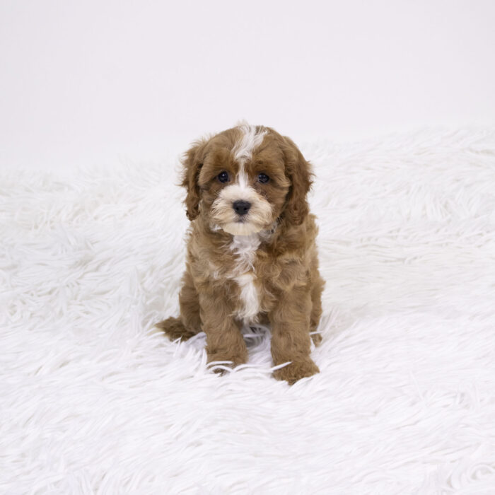 Beech - Cavapoo puppy for sale