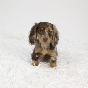 Petland Pembroke Pines Dachshund puppy available