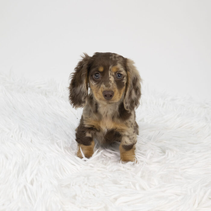 Mica - Dachshund puppy for sale