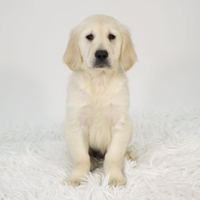 Windy - Golden Retriever puppy for sale