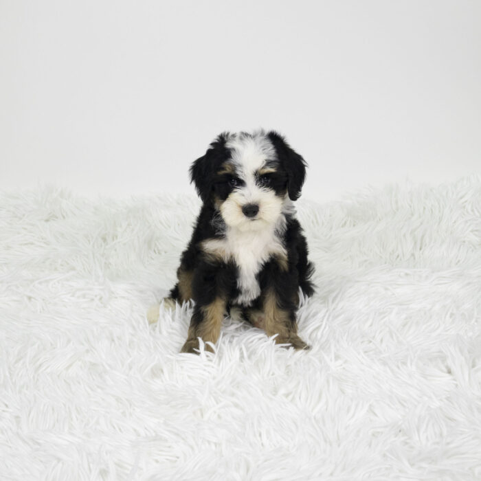 Mica - Mini Bernadoodle 2nd Gen puppy for sale